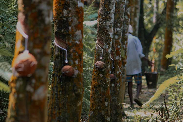 Le caoutchouc se collecte via des saignées faites dans l’écorce des arbres